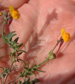 Fotografia da espécie Linaria amethystea subesp. multipunctacta