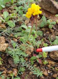 Fotografia da espécie Linaria amethystea subesp. multipunctacta