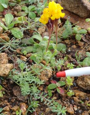 Fotografia 4 da espécie Linaria amethystea subesp. multipunctacta no Jardim Botânico UTAD