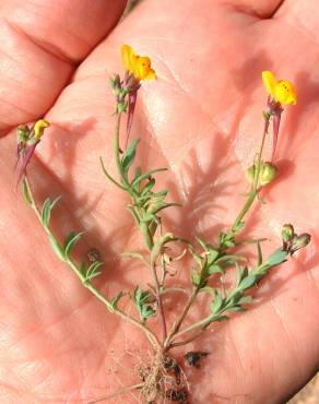 Fotografia 6 da espécie Linaria amethystea subesp. multipunctacta no Jardim Botânico UTAD