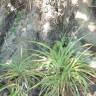 Fotografia 3 da espécie Chlorophytum comosum do Jardim Botânico UTAD