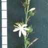Fotografia 4 da espécie Chlorophytum comosum do Jardim Botânico UTAD