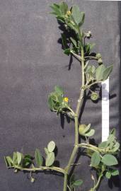 Fotografia da espécie Medicago scutellata