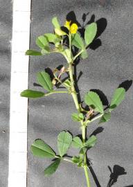 Fotografia da espécie Medicago orbicularis