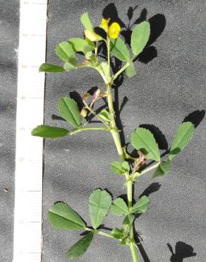 Fotografia 5 da espécie Medicago orbicularis no Jardim Botânico UTAD