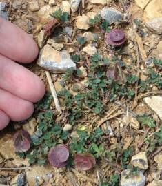 Fotografia da espécie Medicago orbicularis