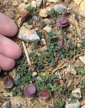 Fotografia 9 da espécie Medicago orbicularis no Jardim Botânico UTAD