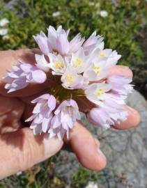 Fotografia da espécie Allium roseum var. roseum