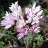 Fotografia 4 da espécie Allium roseum var. roseum do Jardim Botânico UTAD