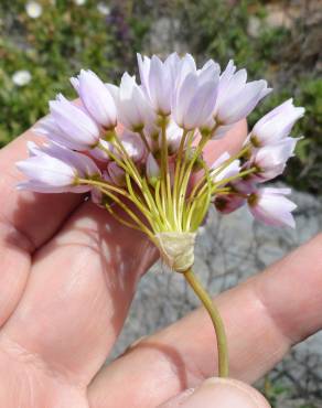 Fotografia 6 da espécie Allium roseum var. roseum no Jardim Botânico UTAD