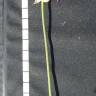 Fotografia 7 da espécie Allium roseum var. roseum do Jardim Botânico UTAD