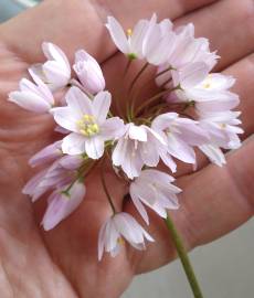 Fotografia da espécie Allium roseum var. roseum