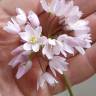 Fotografia 8 da espécie Allium roseum var. roseum do Jardim Botânico UTAD