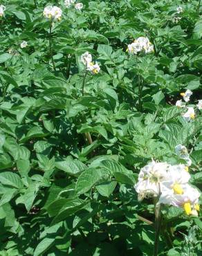 Fotografia 6 da espécie Solanum tuberosum no Jardim Botânico UTAD