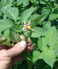 Fotografia da espécie Solanum tuberosum