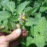 Fotografia 7 da espécie Solanum tuberosum do Jardim Botânico UTAD