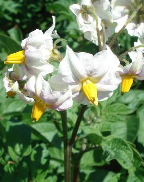 Fotografia 8 da espécie Solanum tuberosum no Jardim Botânico UTAD