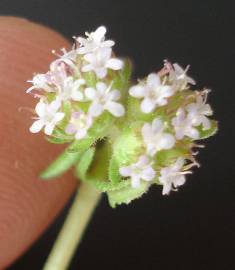 Fotografia da espécie Valerianella dentata