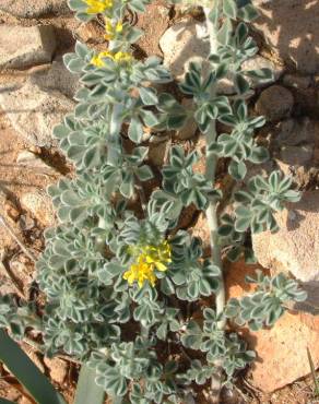 Fotografia 5 da espécie Medicago marina no Jardim Botânico UTAD