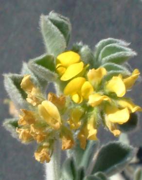 Fotografia 6 da espécie Medicago marina no Jardim Botânico UTAD