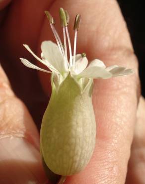 Fotografia 6 da espécie Silene vulgaris subesp. vulgaris no Jardim Botânico UTAD