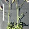 Fotografia 3 da espécie Silene longicilia do Jardim Botânico UTAD