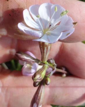 Fotografia 4 da espécie Silene longicilia no Jardim Botânico UTAD