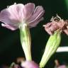 Fotografia 5 da espécie Silene longicilia do Jardim Botânico UTAD