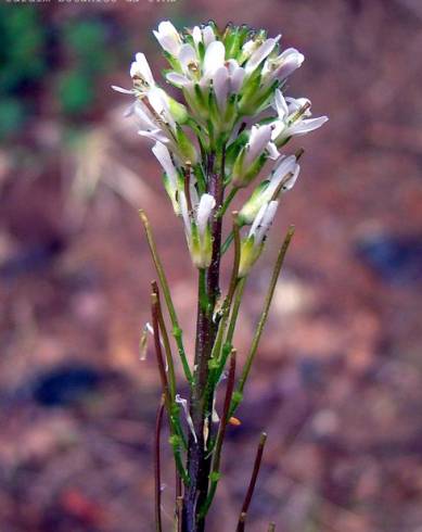 Fotografia de capa Arabis juressi - do Jardim Botânico