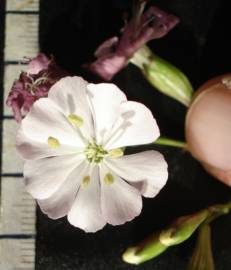 Fotografia da espécie Silene longicilia