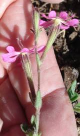 Fotografia da espécie Silene littorea subesp. littorea