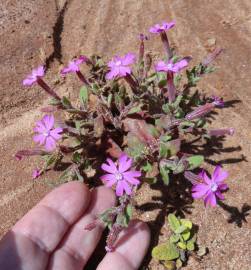 Fotografia da espécie Silene littorea subesp. littorea