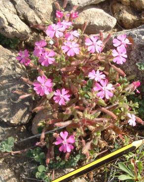 Fotografia 5 da espécie Silene littorea subesp. littorea no Jardim Botânico UTAD