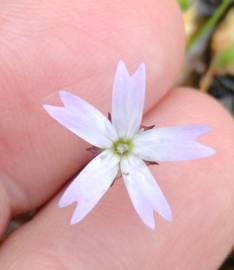 Fotografia da espécie Silene laeta