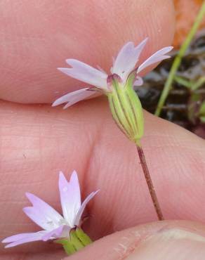 Fotografia 6 da espécie Silene laeta no Jardim Botânico UTAD