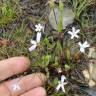 Fotografia 7 da espécie Silene laeta do Jardim Botânico UTAD