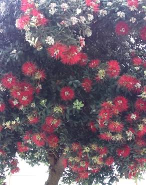 Fotografia 3 da espécie Metrosideros excelsa no Jardim Botânico UTAD