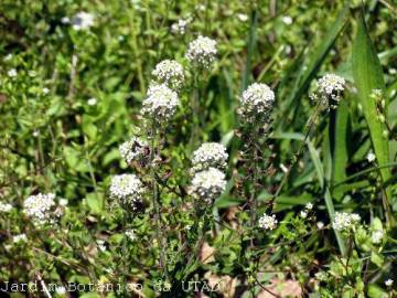 Fotografia da espécie Lepidium heterophyllum