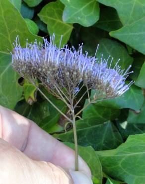 Fotografia 4 da espécie Trachelium caeruleum subesp. caeruleum no Jardim Botânico UTAD