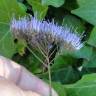 Fotografia 4 da espécie Trachelium caeruleum subesp. caeruleum do Jardim Botânico UTAD