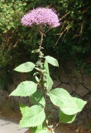 Fotografia da espécie Trachelium caeruleum subesp. caeruleum