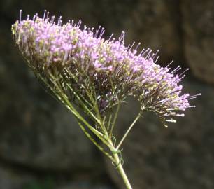 Fotografia da espécie Trachelium caeruleum subesp. caeruleum