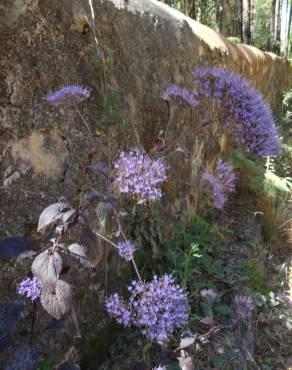 Fotografia 8 da espécie Trachelium caeruleum subesp. caeruleum no Jardim Botânico UTAD