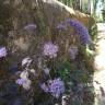 Fotografia 8 da espécie Trachelium caeruleum subesp. caeruleum do Jardim Botânico UTAD