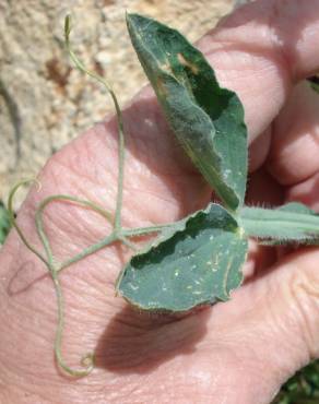 Fotografia 3 da espécie Lathyrus odoratus no Jardim Botânico UTAD