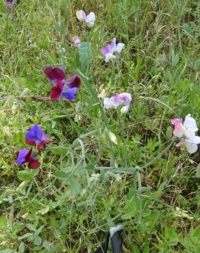 Fotografia 5 da espécie Lathyrus odoratus no Jardim Botânico UTAD