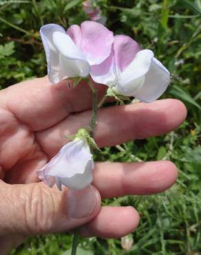 Fotografia 6 da espécie Lathyrus odoratus no Jardim Botânico UTAD