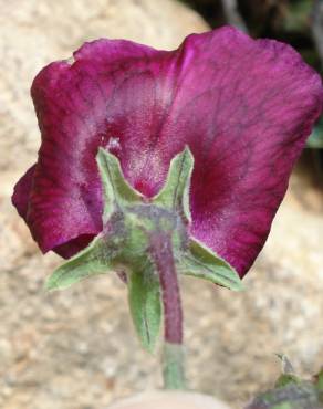 Fotografia 7 da espécie Lathyrus odoratus no Jardim Botânico UTAD