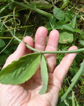 Fotografia 9 da espécie Lathyrus odoratus no Jardim Botânico UTAD