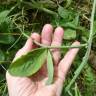 Fotografia 9 da espécie Lathyrus odoratus do Jardim Botânico UTAD